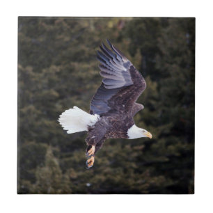 Bald Eagle Ceramic Tile Small (4.25" x 4.25")