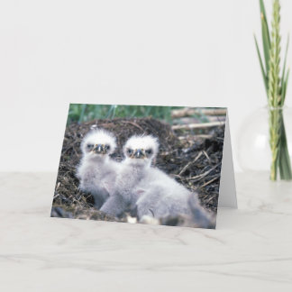 Bald Eagle Chicks Greetings Card
