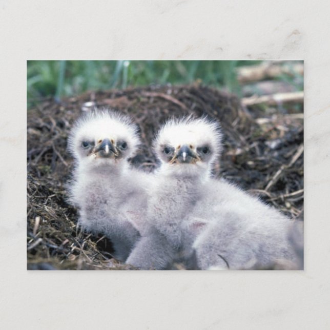 Bald Eagle Chicks Postcard (Front)