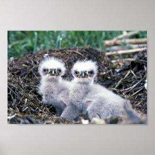 Bald eagle chicks poster
