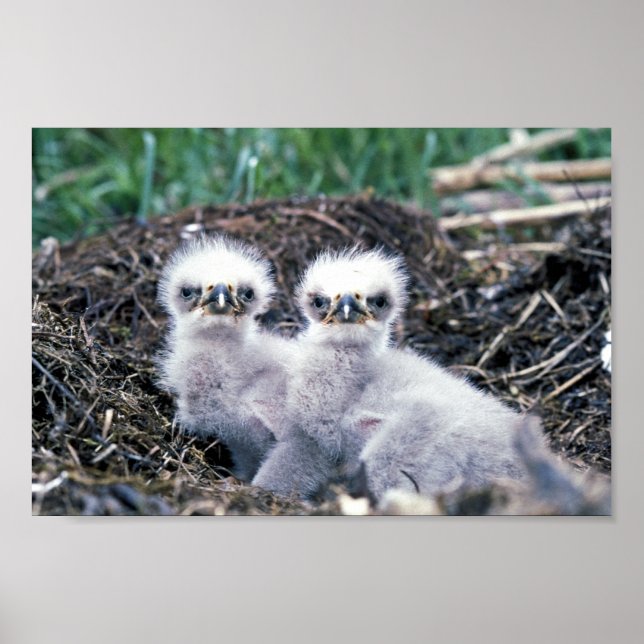 Bald eagle chicks poster (Front)