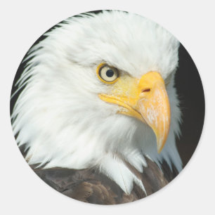 Bald Eagle Classic Round Sticker