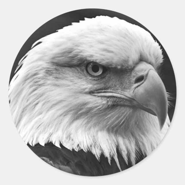 Bald Eagle Classic Round Sticker (Front)