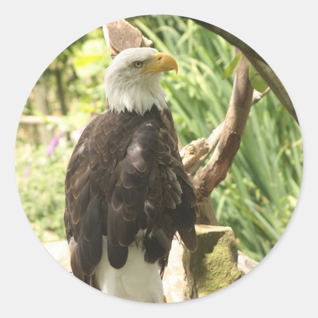 Bald Eagle Classic Round Sticker (Front)