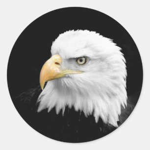 Bald Eagle Classic Round Sticker