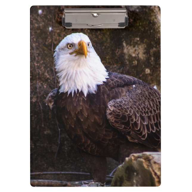 Bald Eagle Clipboard (Front)