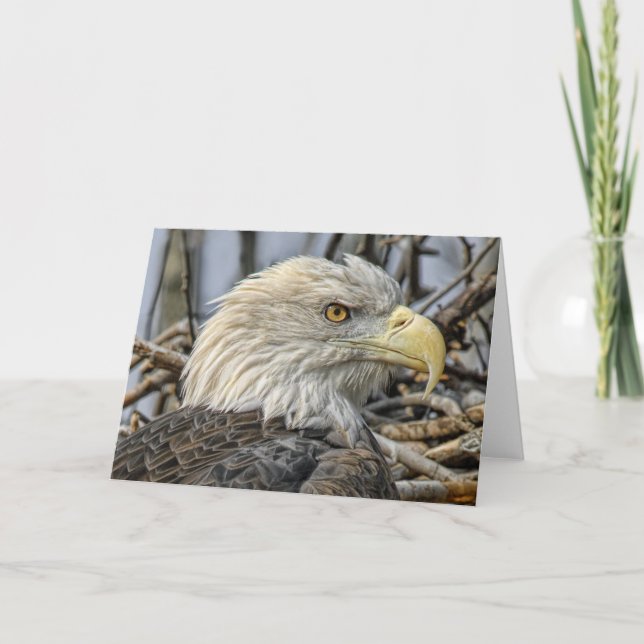 Bald Eagle Close Up Greeting Card (Front)