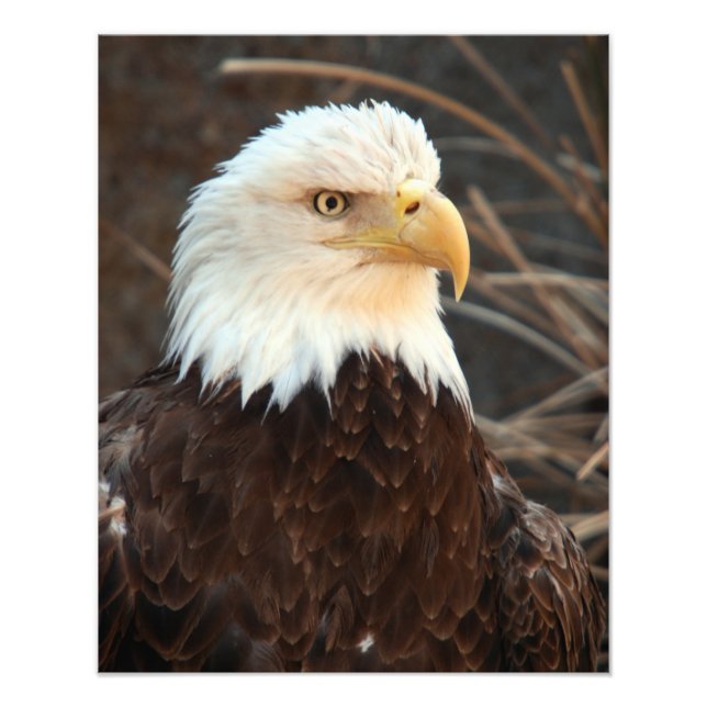 Bald Eagle Closeup Photo Print (Front)