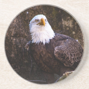 Bald Eagle Coaster