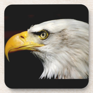 Bald Eagle Coaster