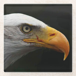 Bald Eagle coastercn Glass Coaster