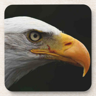 Bald Eagle coastercna Coaster