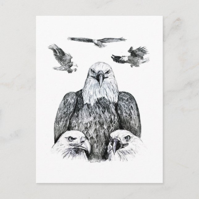 Bald Eagle Collage Pencil drawing sketch Postcard (Front)