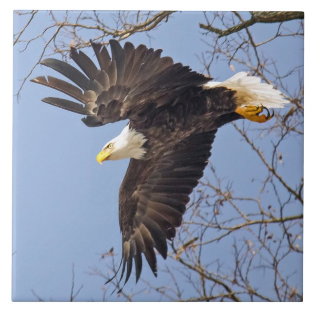Bald Eagle Dive Ceramic Tile (Front)