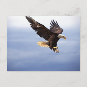 Bald Eagle Dive Postcard