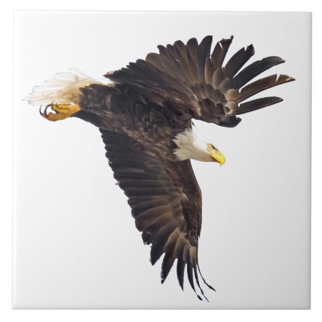 Bald Eagle Dive with white backround Ceramic Tile (Front)