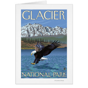 Bald Eagle Diving - Glacier National Park, MT