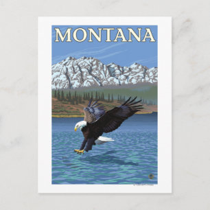 Bald Eagle Diving - Montana Postcard