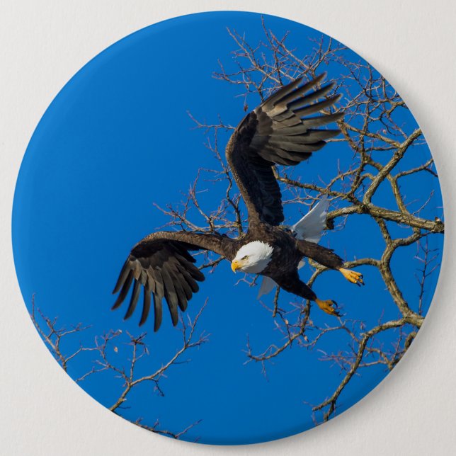 Bald Eagle Drop 6 Cm Round Badge (Front)