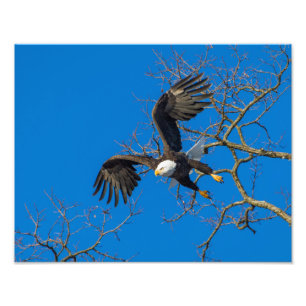Bald Eagle Drop Photo Print