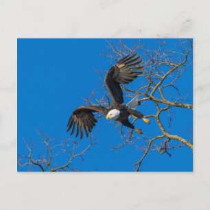 Bald Eagle Drop Postcard