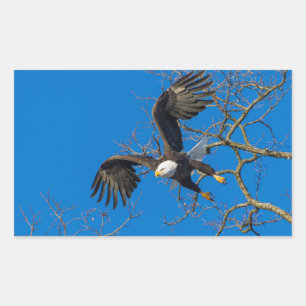 Bald Eagle Drop Rectangular Sticker