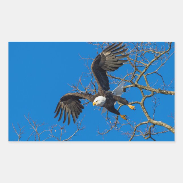 Bald Eagle Drop Rectangular Sticker (Front)