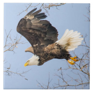 Bald Eagle Eyes Its Prize Tile