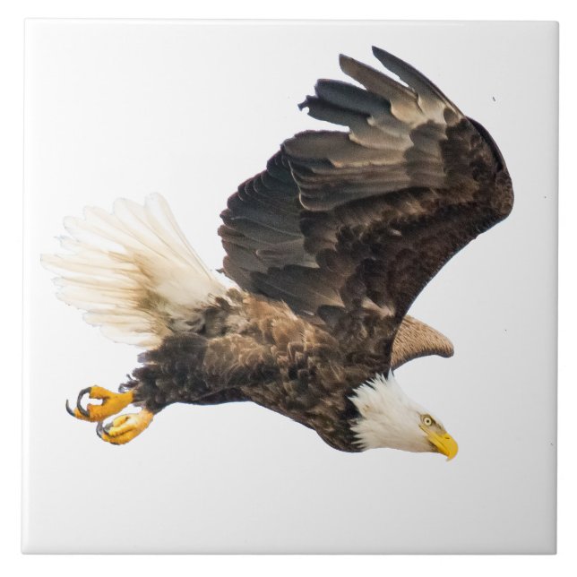 Bald Eagle Eyes Its Prize with a white background Tile (Front)