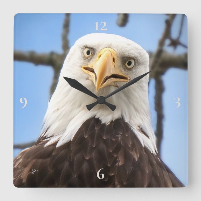Bald Eagle Face Funny Fine Art Photography Square Wall Clock (Front)