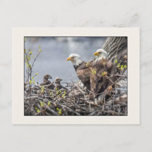 Bald Eagle Family of Four Postcard