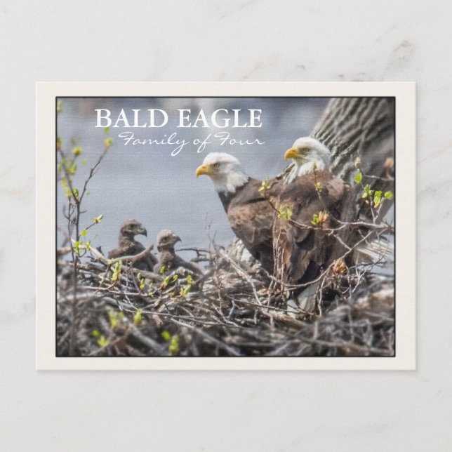 Bald Eagle Family of Four Postcard (Front)
