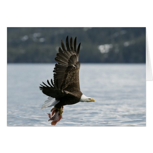 Bald Eagle Fish Retrieval (Front Horizontal)
