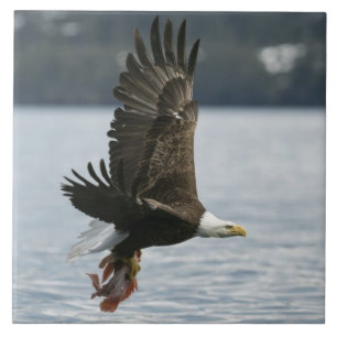 Bald Eagle Fish Retrieval Ceramic Tile