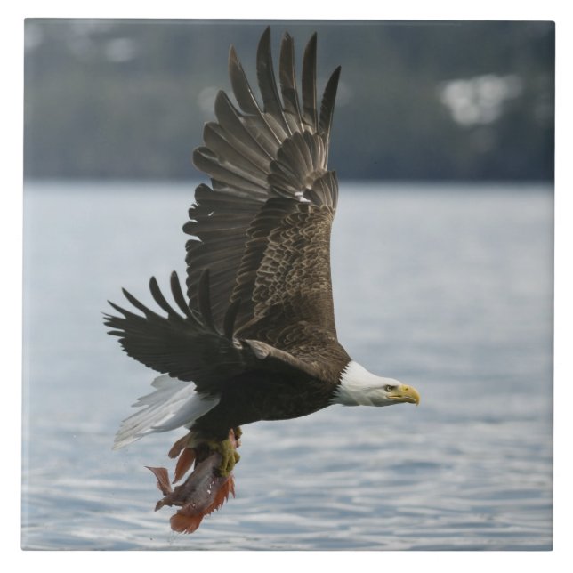 Bald Eagle Fish Retrieval Ceramic Tile (Front)