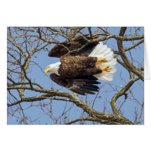 Bald Eagle Flash