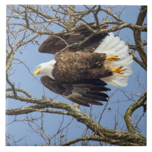 Bald Eagle Flash Ceramic Tile