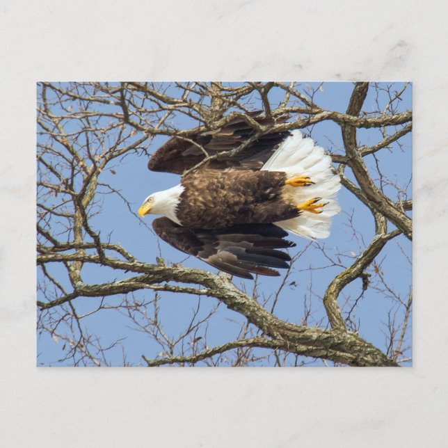 Bald Eagle Flash Postcard (Front)