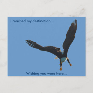 Bald Eagle Flight Collection II Postcard