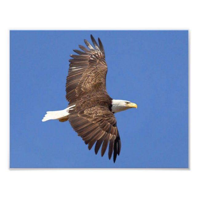 Bald Eagle Flight Photo Print (Front)
