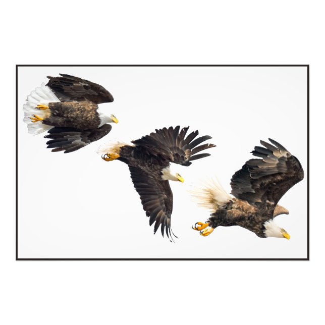 Bald Eagle Flight Photo Print (Front)