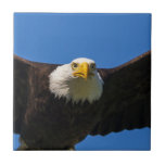 Bald Eagle Flyby Up Close Ceramic Tile<br><div class="desc">Bald Eagle flyby up close</div>