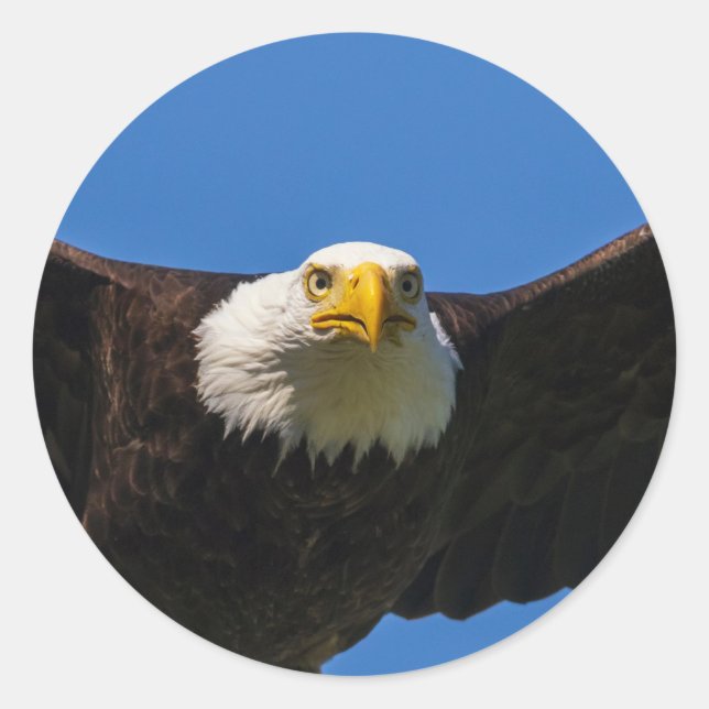 Bald Eagle Flyby Up Close Classic Round Sticker (Front)