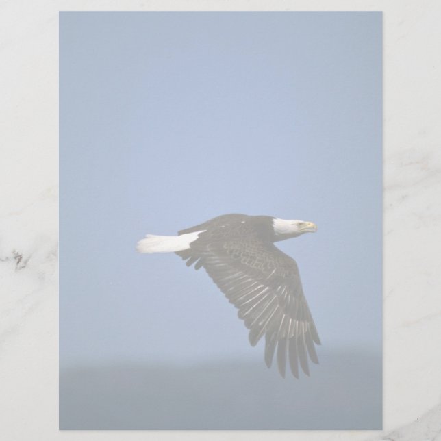 Bald Eagle flying across horizon (Front)