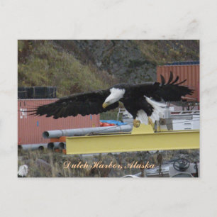 Bald Eagle Flying Over a Dock, Dutch Harbour, AK Postcard