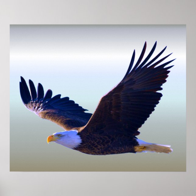Bald Eagle Flying Poster (Front)