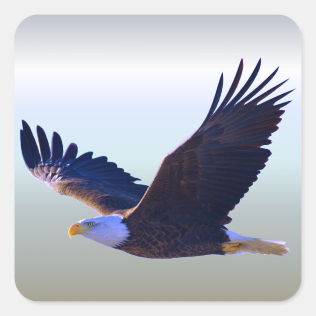 Bald Eagle Flying Square Sticker (Front)