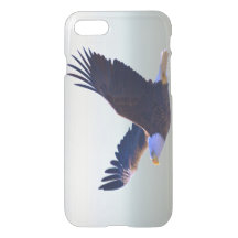 Bald Eagle Flying