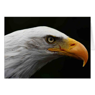 Bald Eagle gcm
