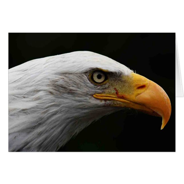 Bald Eagle gcm (Front Horizontal)